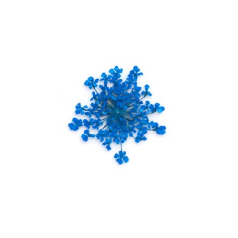 PNS Droog Bloemen DB-11