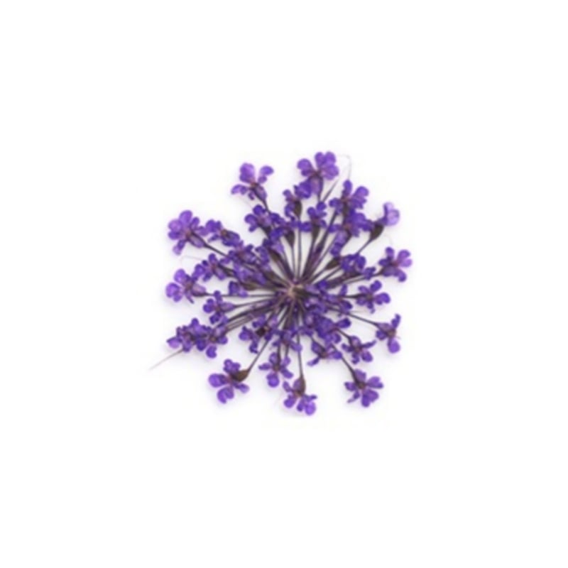 PNS Droog Bloemen DB-12