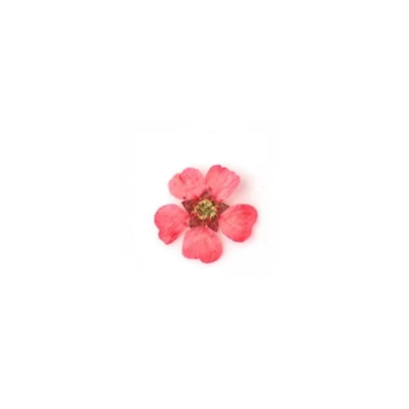 PNS Droog Bloemen DB-28