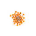 PNS Droog Bloemen DB-04