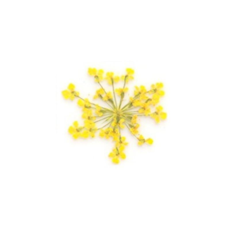 PNS Droog Bloemen DB-03