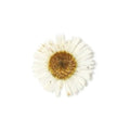 PNS Droog Bloemen DB-13