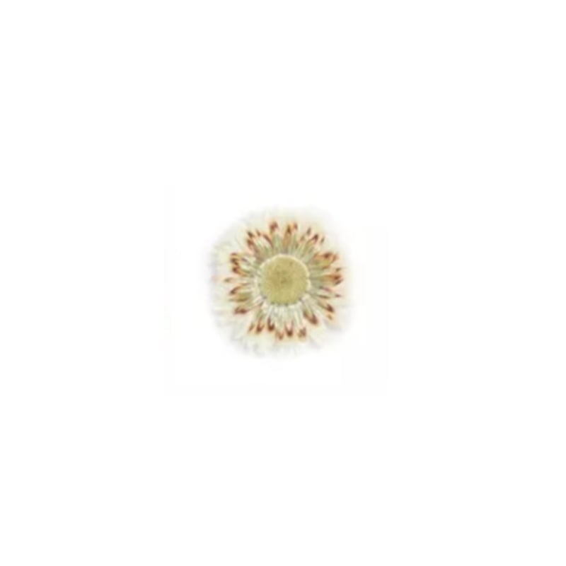 PNS Droog Bloemen DB-32