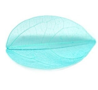Leaf/Net