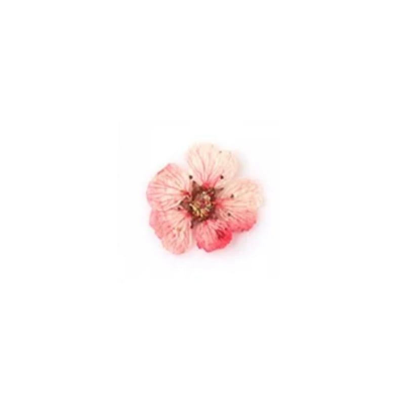 PNS Droog Bloemen DB-19