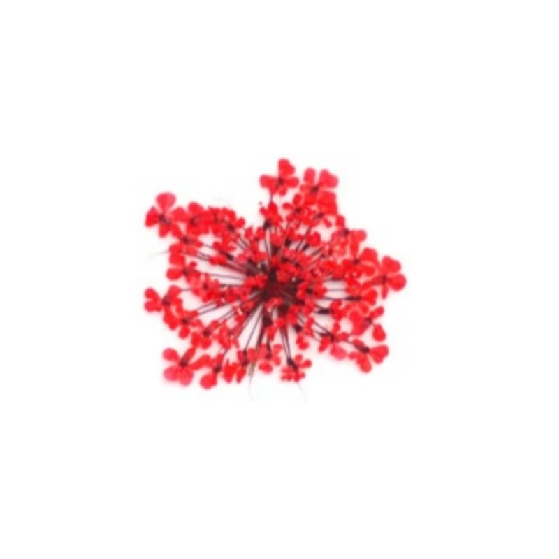 PNS Droog Bloemen DB-10