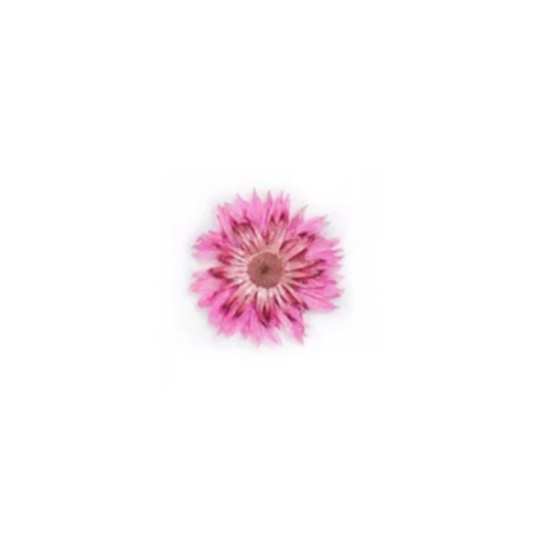PNS Droog Bloemen DB-31