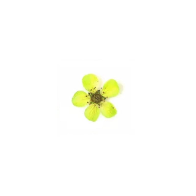 PNS Droog Bloemen DB-24