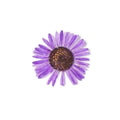 PNS Droog Bloemen DB-17