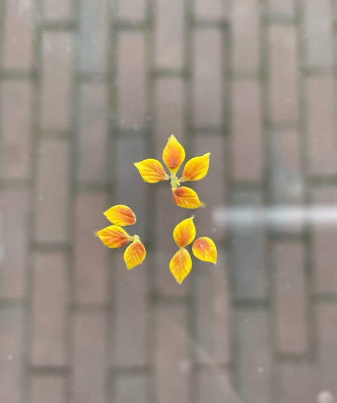 PNS Handgemaakte Acryl 3D Bloemen leaves 003