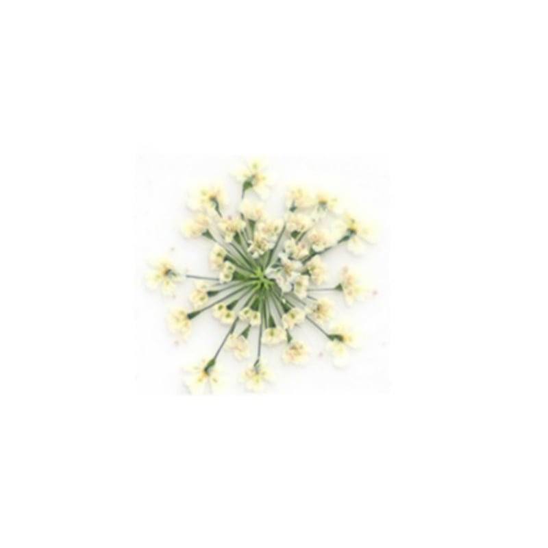 PNS Droog Bloemen DB-02