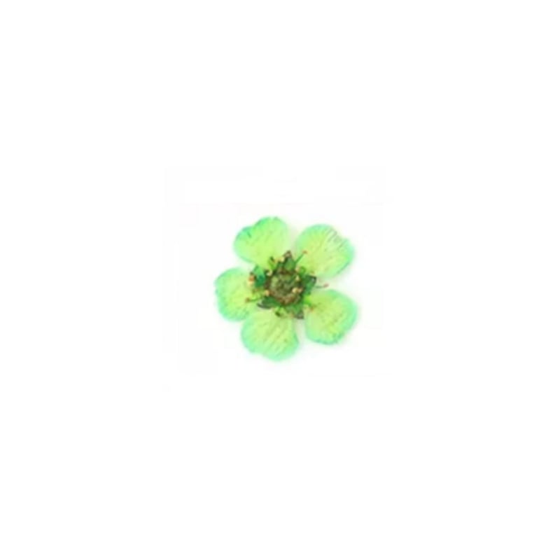 PNS Droog Bloemen DB-23