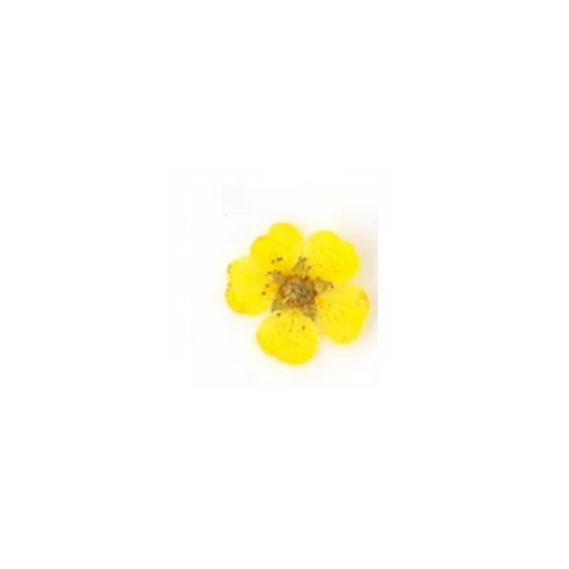 PNS Droog Bloemen DB-21